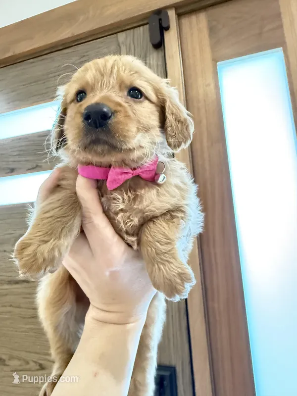 Goldendoodle Girl – Goldendoodle puppy for sale in Downey, CA
