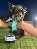 Yorkshire Boy , a male Yorkshire Terrier for sale in Downey, CA – Photo 3 of 4