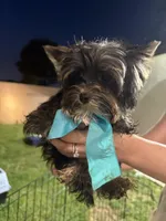 Yorkshire Boy , a male Yorkshire Terrier for sale in Downey, CA – Photo 4 of 4