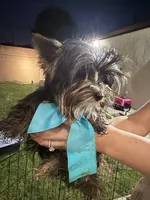 Yorkshire Boy , a male Yorkshire Terrier for sale in Downey, CA – Photo 2 of 4