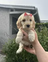Molly Goldendoodle Girl , a female Goldendoodle for sale in Downey, CA – Photo 3 of 3