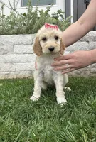 Molly Goldendoodle Girl , a female Goldendoodle for sale in Downey, CA – Photo 2 of 3