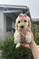 Molly Goldendoodle Girl , a female Goldendoodle for sale in Downey, CA – Photo 1 of 3