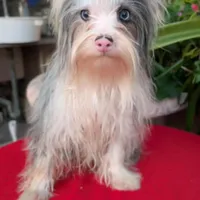 Yorkie, a female Yorkshire Terrier for sale in Downey, CA – Photo 1 of 2