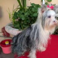 Yorkie, a female Yorkshire Terrier for sale in Downey, CA – Photo 2 of 2