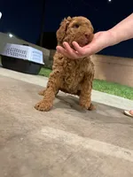 Red Girl Poodle, a female Poodle - Standard  for sale in Downey, CA – Photo 4 of 5