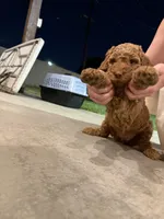 Red Girl Poodle, a female Poodle - Standard  for sale in Downey, CA – Photo 3 of 5