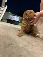 Red Girl Poodle, a female Poodle - Standard  for sale in Downey, CA – Photo 5 of 5
