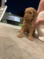 Red Girl Poodle, a female Poodle - Standard  for sale in Downey, CA – Photo 2 of 5