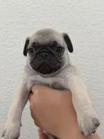 Thumper , a male Pug for sale in Oakdale, CA – 2 of 2