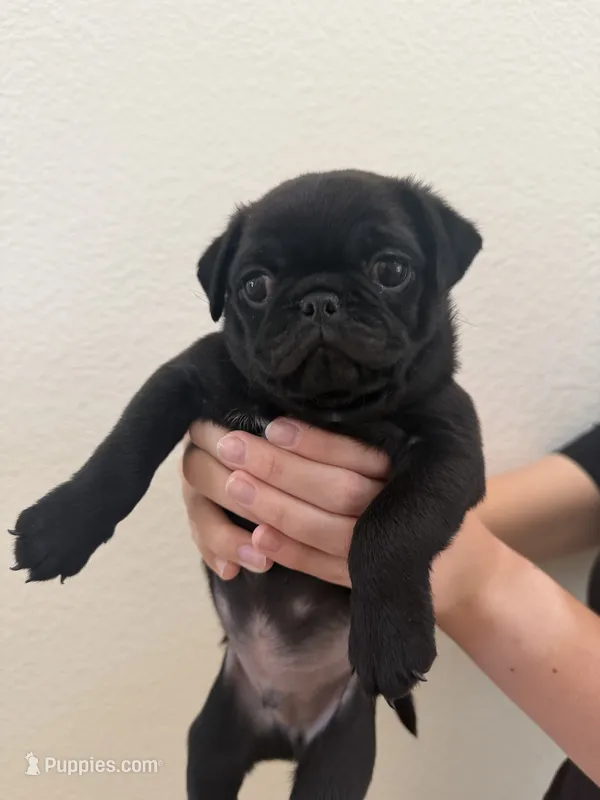 Vader  – Pug puppy for sale in Oakdale, CA