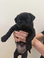 Vader , a male Pug for sale in Oakdale, CA – 1 of 2