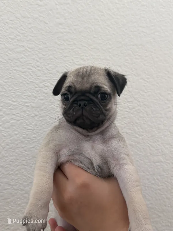 Thumper  – Pug puppy for sale in Oakdale, CA