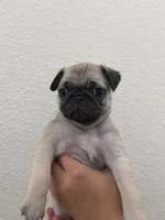 Thumper , a male Pug for sale in Oakdale, CA – 1 of 2