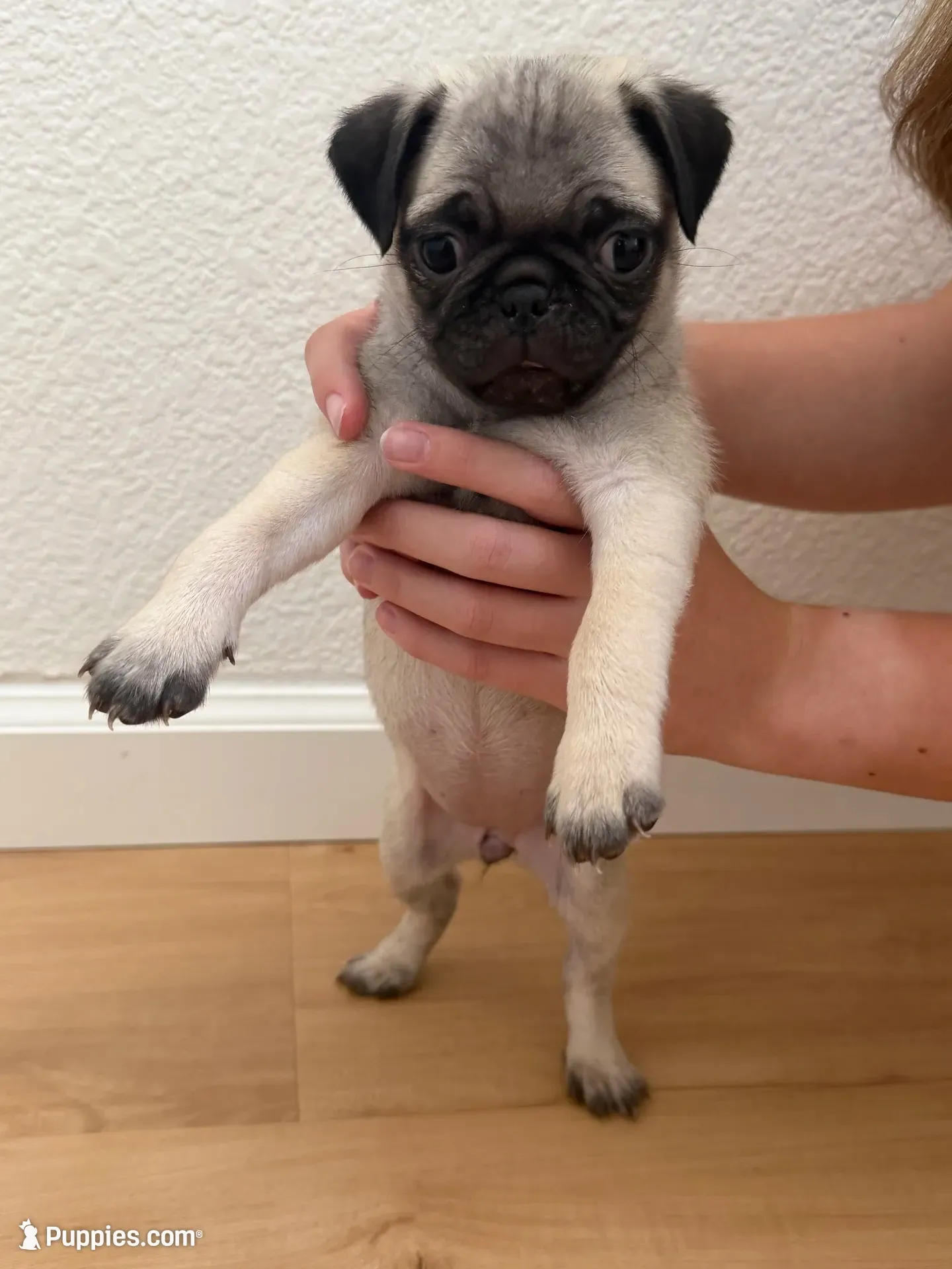 Bambi, a female Pug for sale in Oakdale, CA – 2 of 2