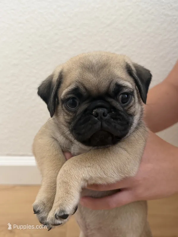 Copper  – Pug puppy for sale in Oakdale, CA