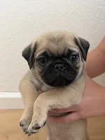 Copper , a male Pug for sale in Oakdale, CA – 1 of 2