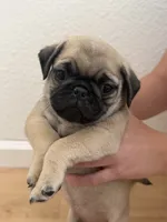 Copper , a male Pug for sale in Oakdale, CA – 2 of 2