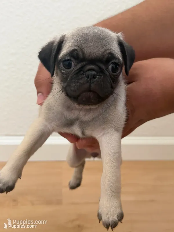 Bambi – Pug puppy for sale in Oakdale, CA