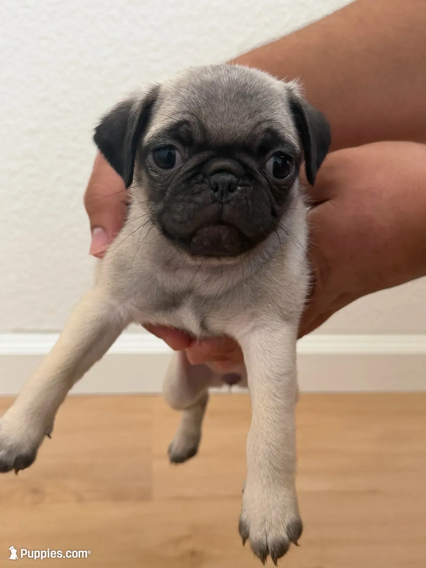 Bambi, a female Pug for sale in Oakdale, CA – 1 of 2