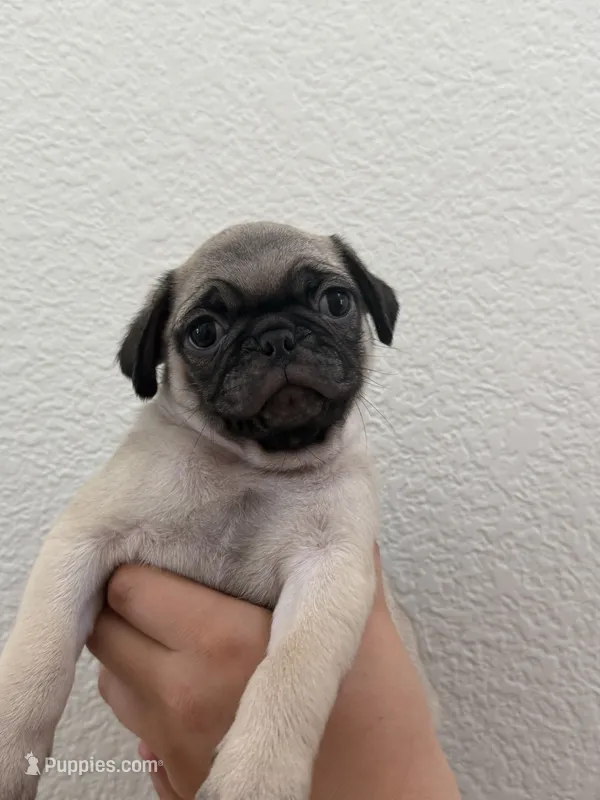 Todd – Pug puppy for sale in Oakdale, CA