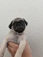 Todd, a male Pug for sale in Oakdale, CA – 2 of 2