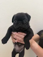 Vader , a male Pug for sale in Oakdale, CA – 2 of 2
