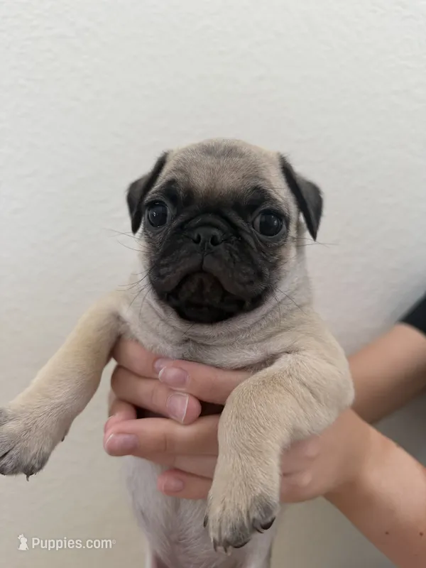 Russell  – Pug puppy for sale in Oakdale, CA