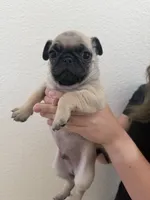Russell , a male Pug for sale in Oakdale, CA – 2 of 2