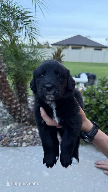 Thor – Australian Shepherd, Golden Retriever puppy for sale in Cocoa, FL