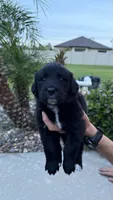 Thor, a male Australian Shepherd and Golden Retriever for sale in Cocoa, FL – 1 of 3