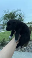 Sunshine , a female Australian Shepherd and Golden Retriever for sale in Cocoa, FL – 2 of 3