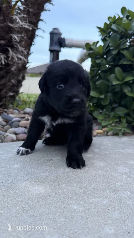 Ryder  – Australian Shepherd, Golden Retriever puppy for sale in Cocoa, FL