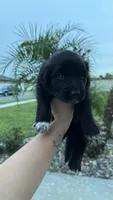 Sunshine , a female Australian Shepherd and Golden Retriever for sale in Cocoa, FL – 3 of 3