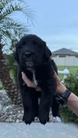 Thor, a male Australian Shepherd and Golden Retriever for sale in Cocoa, FL – 3 of 3