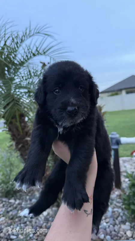 Abby  – Australian Shepherd, Golden Retriever puppy for sale in Cocoa, FL