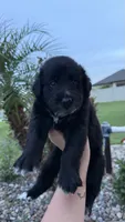 Abby , a female Australian Shepherd and Golden Retriever for sale in Cocoa, FL – 1 of 4