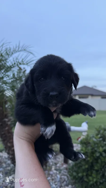 Sunshine  – Australian Shepherd, Golden Retriever puppy for sale in Cocoa, FL