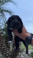 Ryder , a male Australian Shepherd and Golden Retriever for sale in Cocoa, FL – 3 of 3