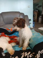 Princess micro mini, a female Miniature Labradoodle and Australian Labradoodle for sale in Barnesville, GA – Photo 5 of 6