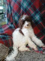 Princess micro mini, a female Miniature Labradoodle and Australian Labradoodle for sale in Barnesville, GA – Photo 2 of 6