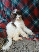 Princess micro mini, a female Miniature Labradoodle and Australian Labradoodle for sale in Barnesville, GA – Photo 3 of 6