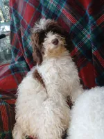 Princess micro mini, a female Miniature Labradoodle and Australian Labradoodle for sale in Barnesville, GA – Photo 1 of 6