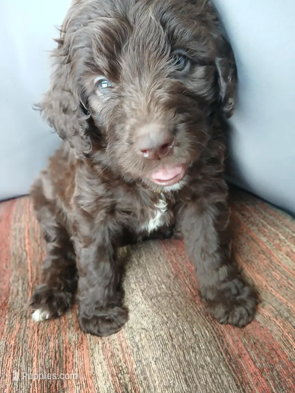 Pal (yellow collar) CKC – Labradoodle puppy on hold in Barnesville, GA