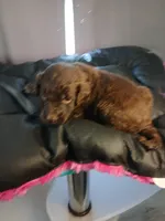 Pal (yellow), a male Labradoodle for sale in Barnesville, GA – Photo 1 of 10