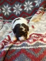 Zelda, a female Miniature Labradoodle for sale in Barnesville, GA – Photo 1 of 5