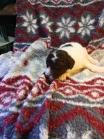 Zelda, a female Miniature Labradoodle for sale in Barnesville, GA – Photo 3 of 5