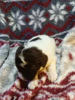 Zelda, a female Miniature Labradoodle for sale in Barnesville, GA – Photo 5 of 5