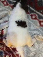 Zelda, a female Miniature Labradoodle for sale in Barnesville, GA – Photo 4 of 5