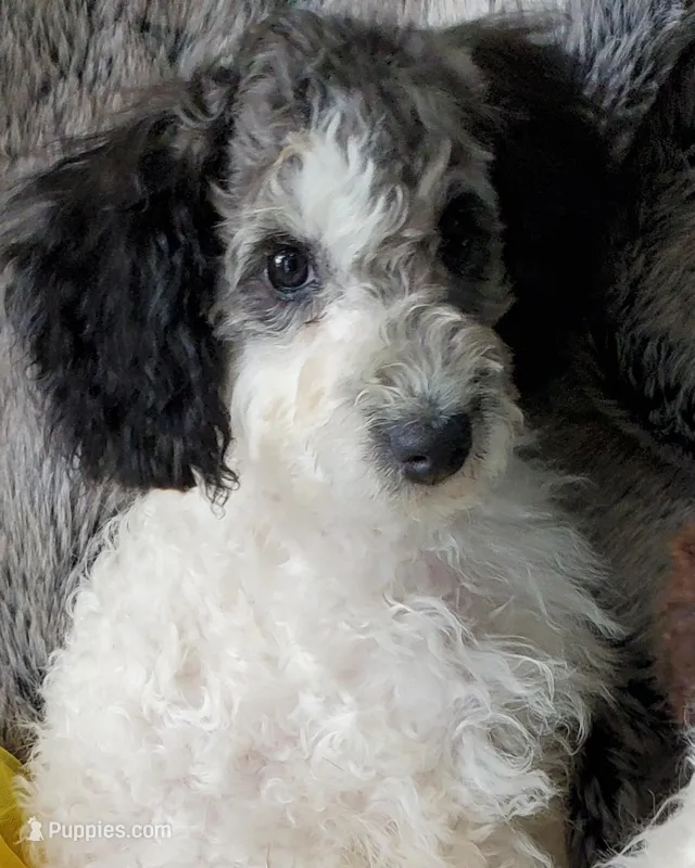 Daphne (red collar ALD)